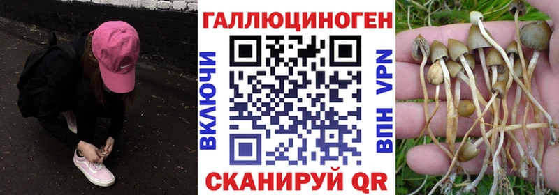 закладки  Горячеводский  нарко площадка Telegram  Галлюциногенные грибы Cubensis 